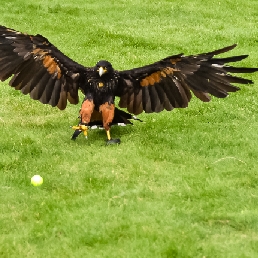 Roofvogeldemonstratie