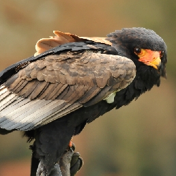 Roofvogeldemonstratie