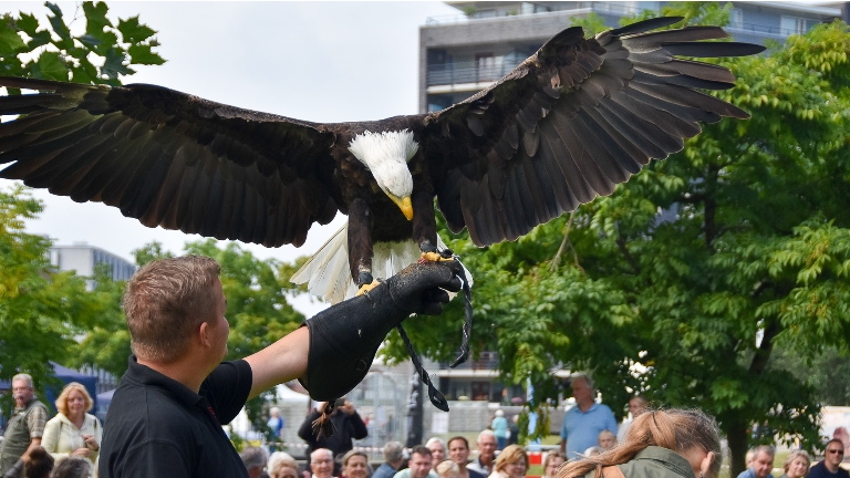 Roofvogeldemonstratie