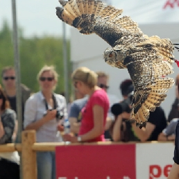 Birds@Work bird of prey demonstrations