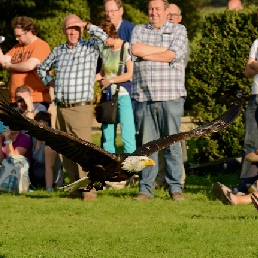 Birds@Work bird of prey demonstrations