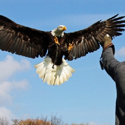 Birds@Work bird of prey demonstrations