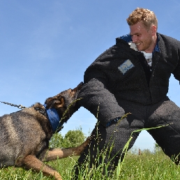 Pakwerk met gecertificeerde honden