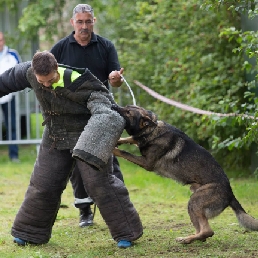 Pakwerk met gecertificeerde honden