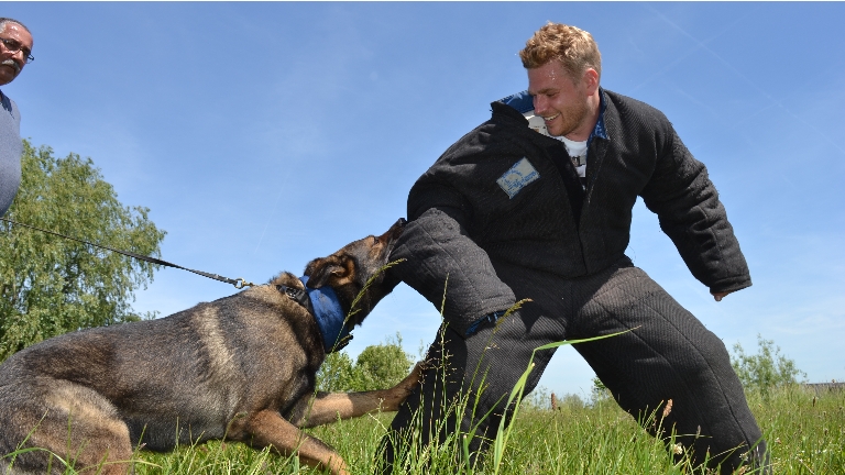 Pakwerk met gecertificeerde honden