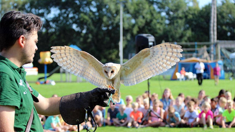 Roofvogelshow / demonstratie