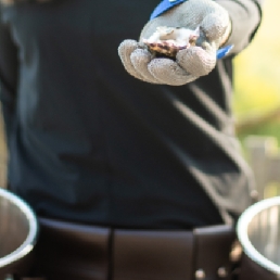 Actor Woerden  (NL) Oyster girl