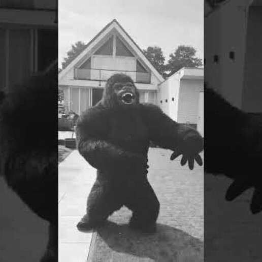 Event show Amsterdam  (NL) Groovy Gorilla