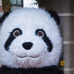 Chinese Giant Panda