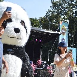 Chinese Giant Panda