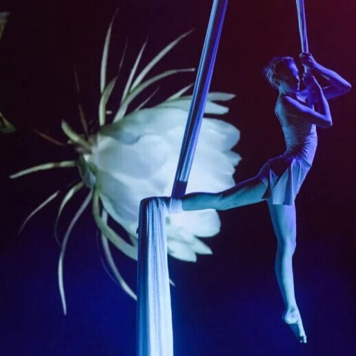 Event show Rotterdam  (NL) Aerial Silks Show – Luchtacrobatiek