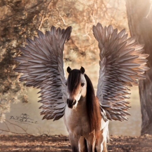 Actor Spijkerboor  (Noord Holland)(NL) Pegasus, Magic on Four Legs
