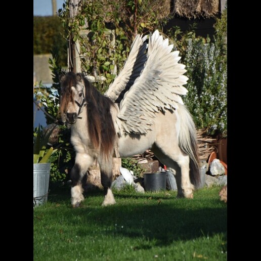 Actor Spijkerboor  (Noord Holland)(NL) Pegasus, Magic on Four Legs
