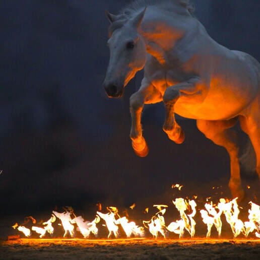 Stuntshow Rotterdam  (NL) Paarden Vuur Show