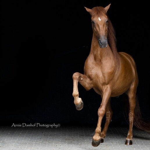 Event show Rotterdam  (NL) Avondvullende Paarden Show