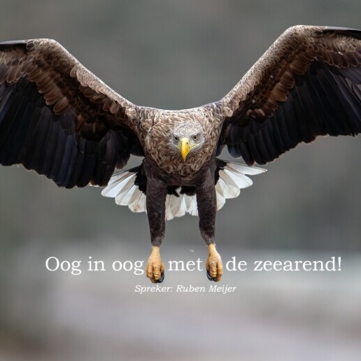 Speaker Meppel  (NL) Meet the mighty bald eagle!